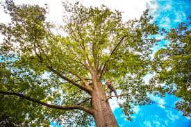 Best Tree Mulching  in Big River, CA