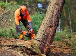 Best Lawn Maintenance Plans  in Big River, CA