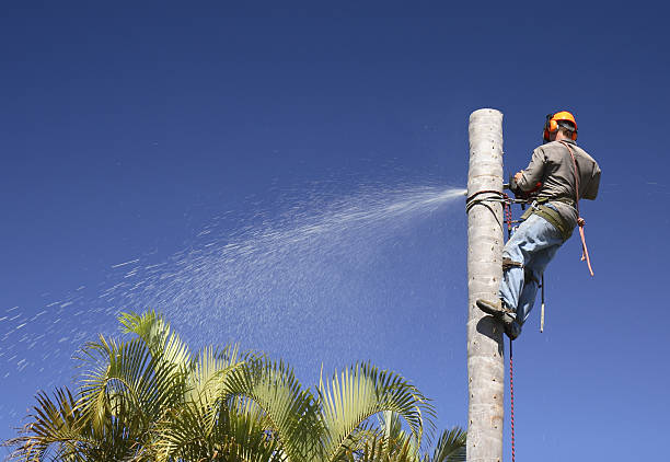 Best Artificial Turf Installation  in Big River, CA