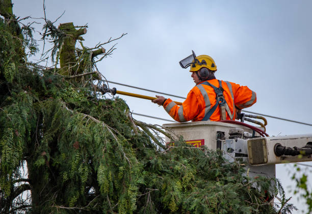  Big River, CA Tree Care Pros