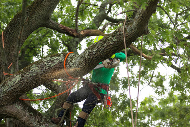 Best Pest Control for Lawns  in Big River, CA