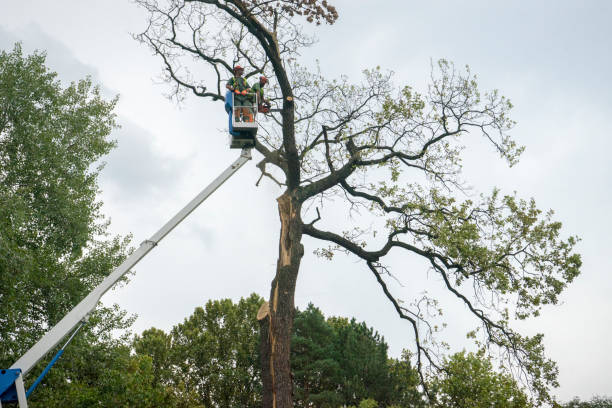 Trusted Big River, CA Tree Care Experts