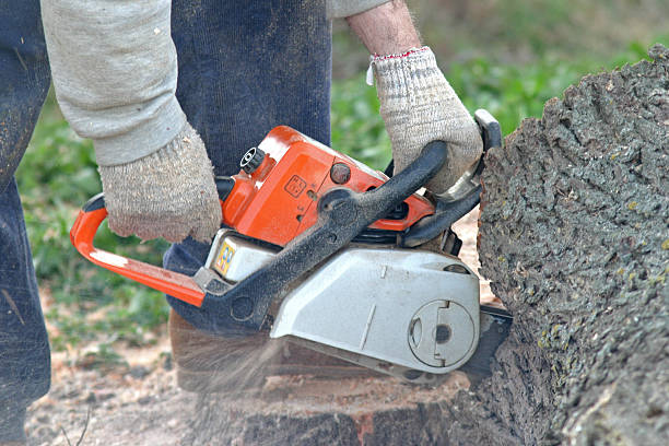 Best Stump Grinding and Removal  in Big River, CA