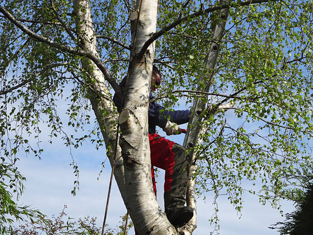 Best Lawn Pest Prevention  in Big River, CA