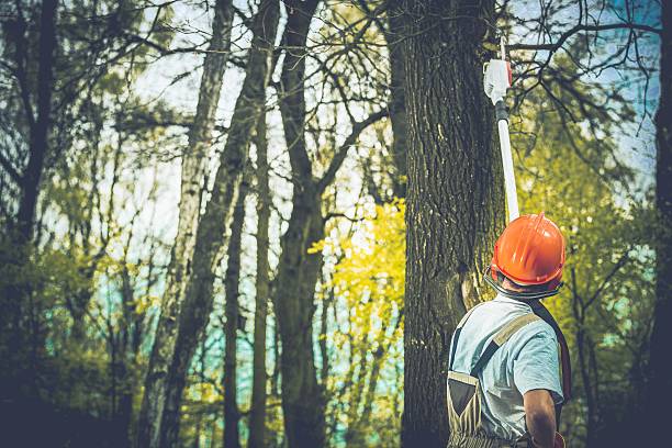 How Our Tree Care Process Works  in  Big River, CA