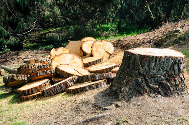 Best Utility Line Clearance  in Big River, CA